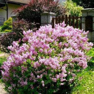 Саженец сирени Мейера Flowerfesta purple (Флауэрфест пурпл)-NB