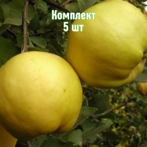 Комплект 5шт / Айва яблоковидная Кубаночка