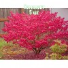 Комплект 5шт / Бересклет европейский Ред Каскад: фото и описание