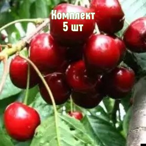 Комплект 5шт / Черешня Амулет