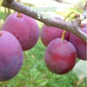 Комплект 5шт / Слива Венгерка Пулковская