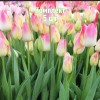 Комплект 5шт / Тюльпан Свисс Дрим: фото и описание