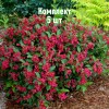 Комплект 5шт / Вейгела цветущая  Ред Принц: фото и описание