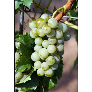 Виноград Виорика
