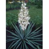 Саженец юкки Нитчатая (Yucca filamentosa) 